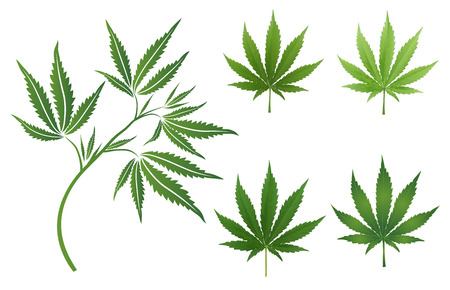 Vector Marijuana Green icon and blak Leaf set isolated on white background.のイラスト素材