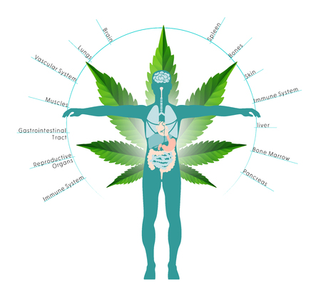 Marijuana concept the body humman  and legislation social issue as medical and recreational weed usage on cannabis leaf background symbols in a infographic illustration style.のイラスト素材