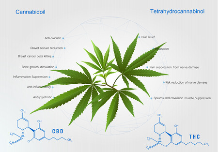 Canaabis or marijuana leaves Hemp leaf extract.. Marijauna medical benefitts of hemp oil, vector design.のイラスト素材