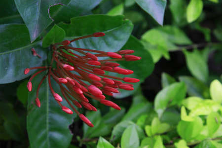 asian flowerの写真素材