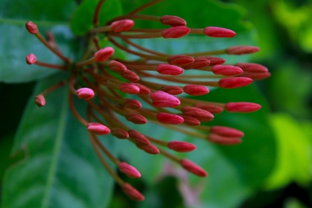 asian flowerの写真素材