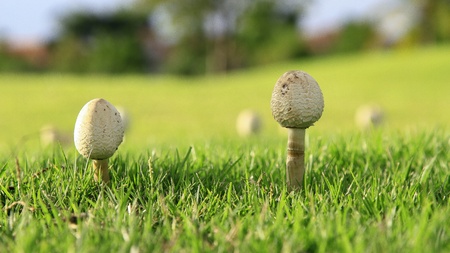 little mushroom