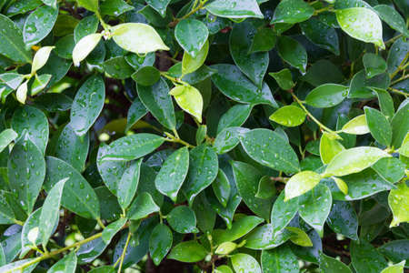 the green leaf on the treeの写真素材