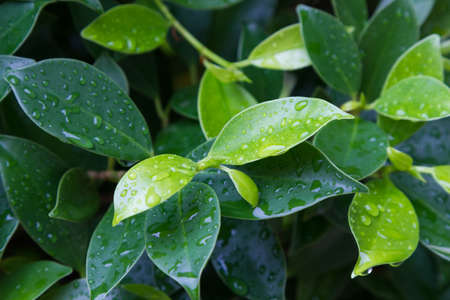 the green leaf on the treeの写真素材