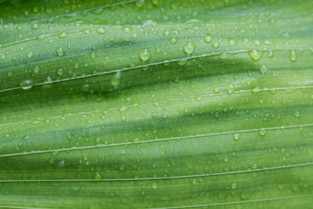 the green leaf on the treeの写真素材