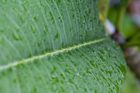 the green leaf on the treeの写真素材