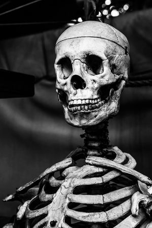human skeleton の写真素材