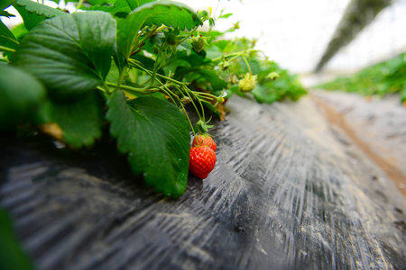 strawberry tree in farmの写真素材
