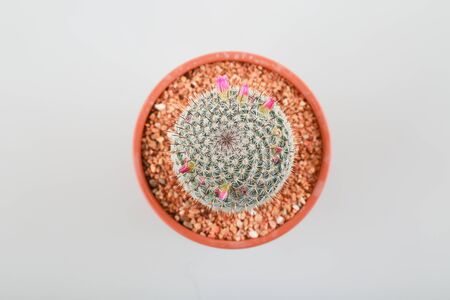 cactus with pot on white backgroundの写真素材