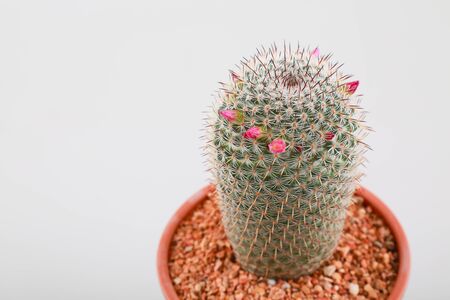 cactus with pot on white backgroundの写真素材
