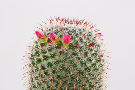 cactus on white backgroundの写真素材