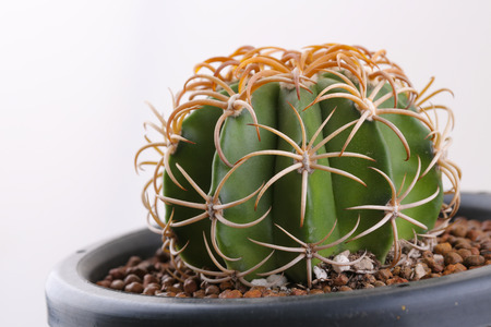 cactus in the pot, desert plantの写真素材