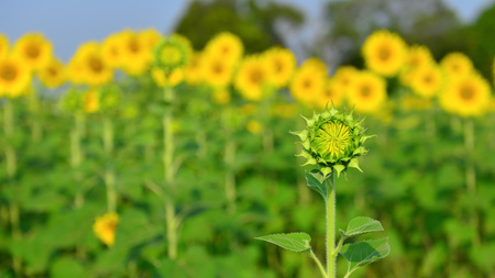 sunflower in the fieldの写真素材