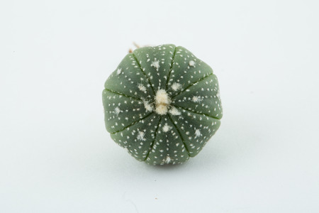 astrophytum, a kind of cactus