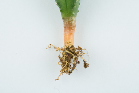 root of plantの写真素材