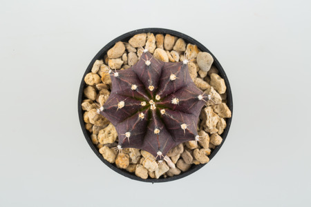 cactus in plastic potの写真素材