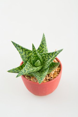 little aloevera in plastic potの写真素材