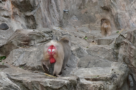 behind of japan monkey