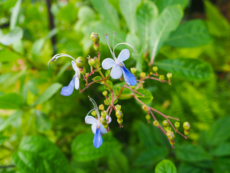 flower in the garden with blur background (focus flower)