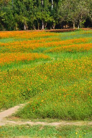 flower fieldの写真素材