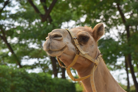 head of camelの写真素材