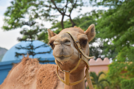 head of camelの写真素材