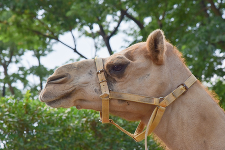 head of camelの写真素材