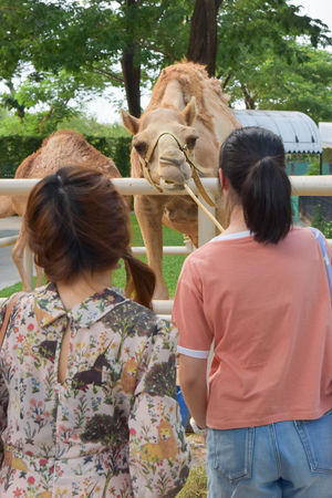 two girls are feeding camelの写真素材