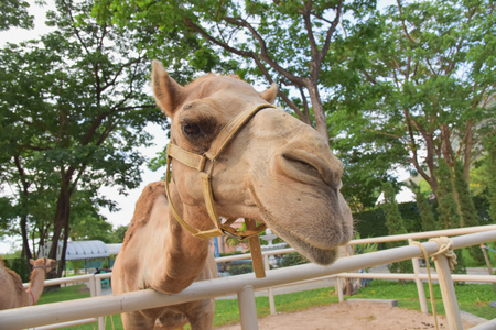 head of camelの写真素材