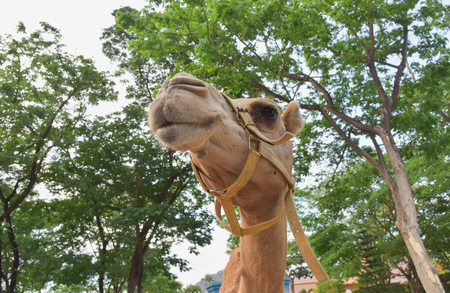 head of camelの写真素材