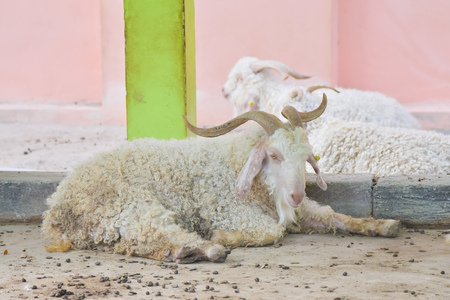 sheep in the zooの写真素材
