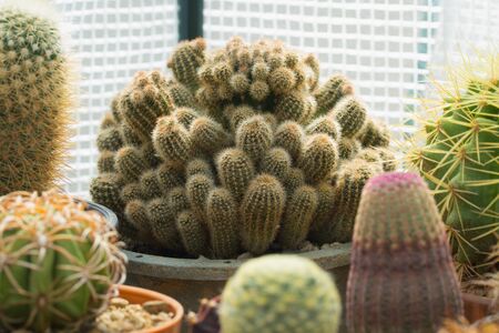 cactus, desert plant