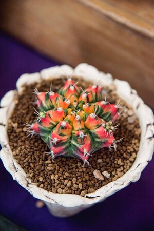 gymnocalycium, colorful cactusの写真素材