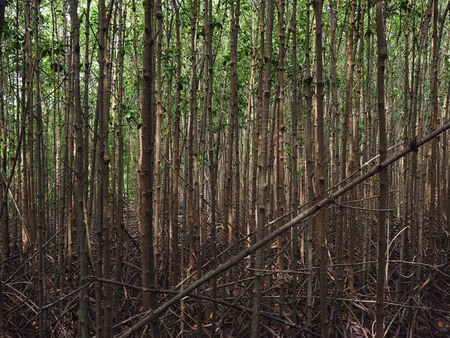 mangrove forrestの写真素材