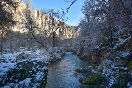 forrest in winterの写真素材