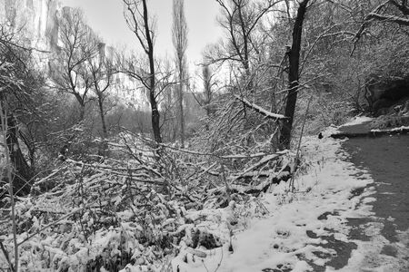 forrest in winterの写真素材