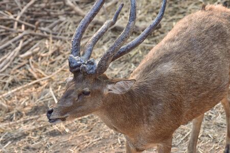 deer in the zooの写真素材