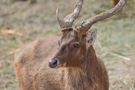 deer in the zooの写真素材