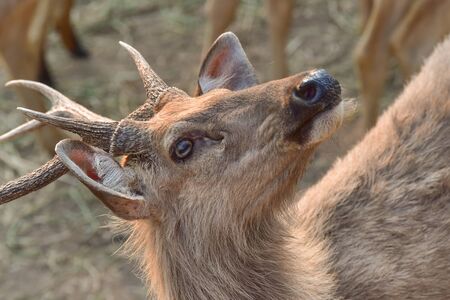 deer in the zooの写真素材