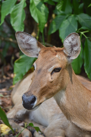 antelope in the forrestの写真素材