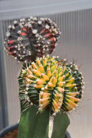color cactus for decorationの写真素材