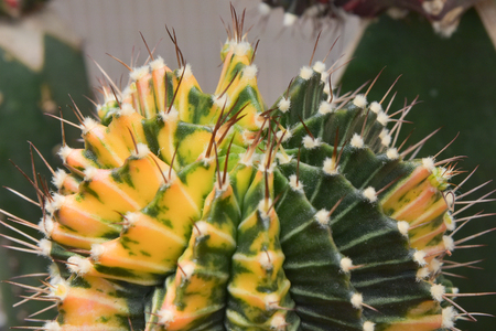 color cactus for decorationの写真素材