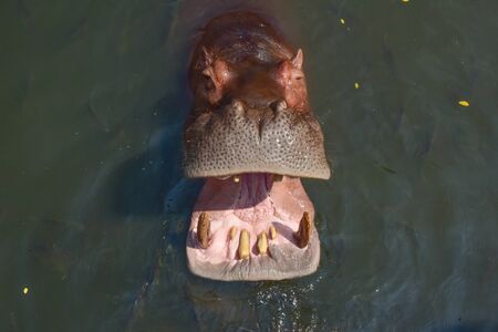 hippo in the riverの写真素材