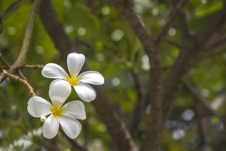 Plumeria flowersの写真素材