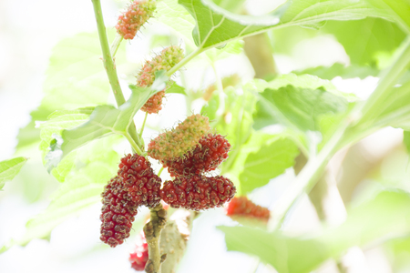 Mulberry, the result is still on the tree. Natural light photosの写真素材