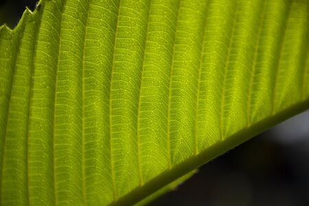 Leaf fibers From close-up photography Solar flashback Can clearly see the leaf fibers with special...