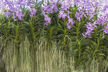  purple orchids Together into a large bouquet. Showing the roots of beautiful orchidsの写真素材