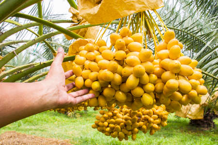 Close up Hands holding the date palm pick up yellow Fresh dates palm fruits on a branch of a date...