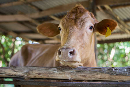 Close-up of a Brown cow eating fodder in a cattle fair. of cowshed farms, agriculture industry, farming, and animal husbandry concept. Portrait of a Cow Grown for Organic Meat.の写真素材