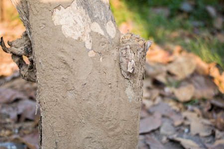 朽ちた木の写真 イラスト素材一覧 1 942件 ストックフォトのamanaimages Plus 朽ちた木の写真 イラスト素材一覧 1 942件 ストックフォトのamanaimages Plus